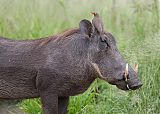Red-billed Oxpeckerborder=